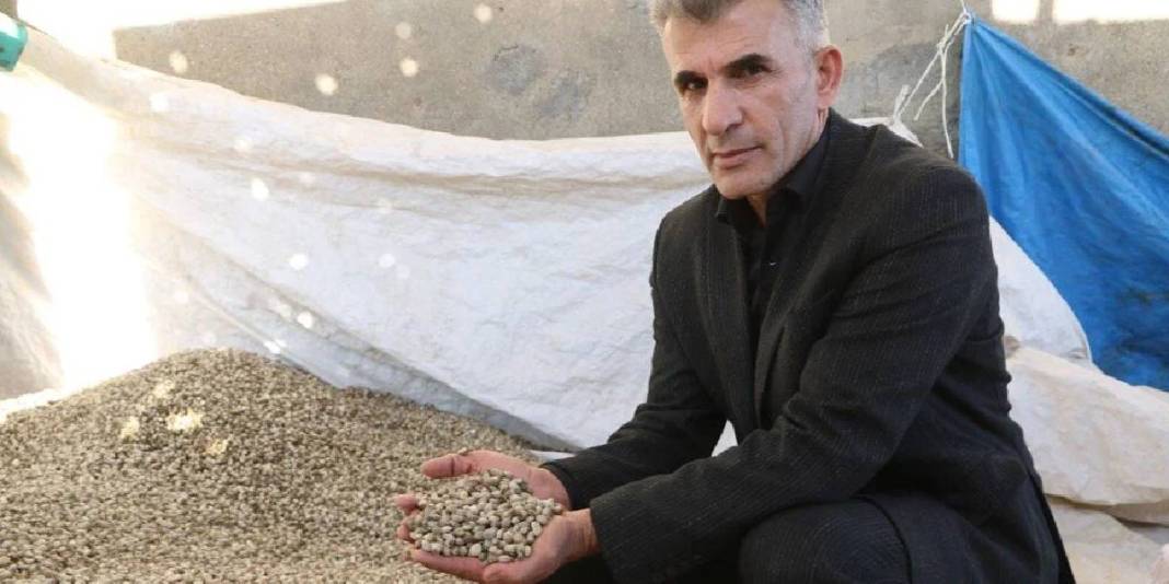 Peynirden sakıza, yemekten kahve yapımına! Kullanım alanı da yetişme alanı da geniş: Kilosu 700 TL 3